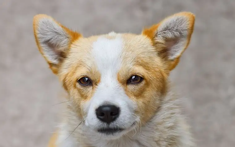 Close-up of a corgi's alert face with large upright ears against a stone-gray background