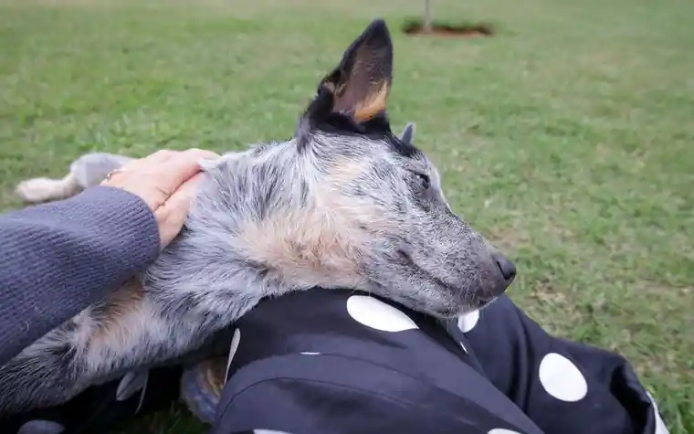 An Australian cattle dog lying on grass while a person in a polka-dot jacket rests a hand on its side