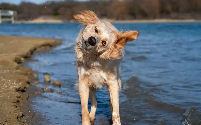 A golden-brown dog shaking its head with ears flying beside a lake shore