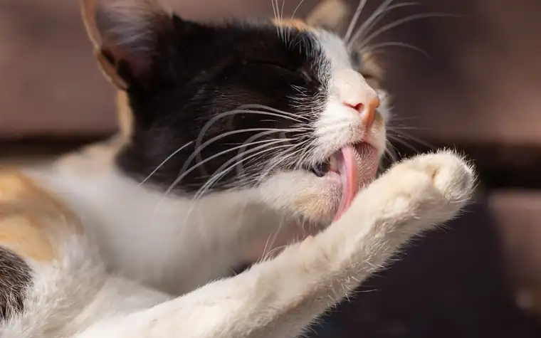 A black and white cat licking its paw