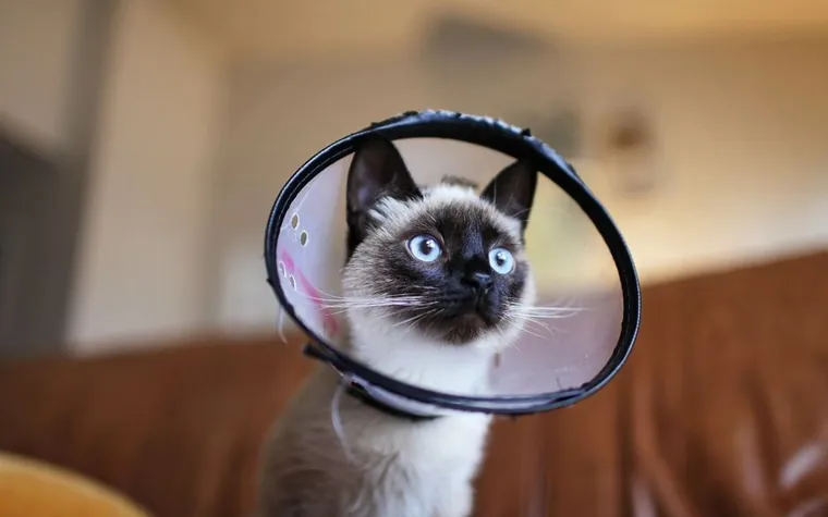 A Siamese cat wearing a protective cone collar indoors