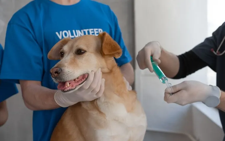 A veterinarian giving a vaccination to a dog held steady by a volunteer