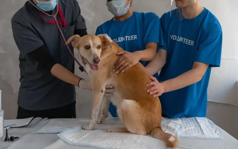 A dog being examined on a clinic table by two people in scrubs