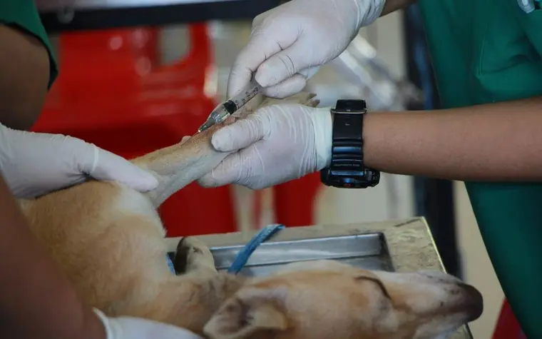 A veterinarian drawing a blood sample from a dog's leg