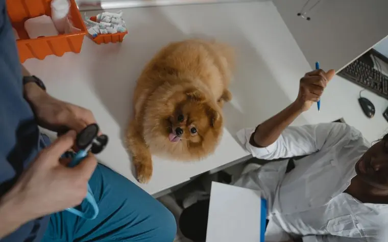 A small fluffy dog on a veterinary examination table