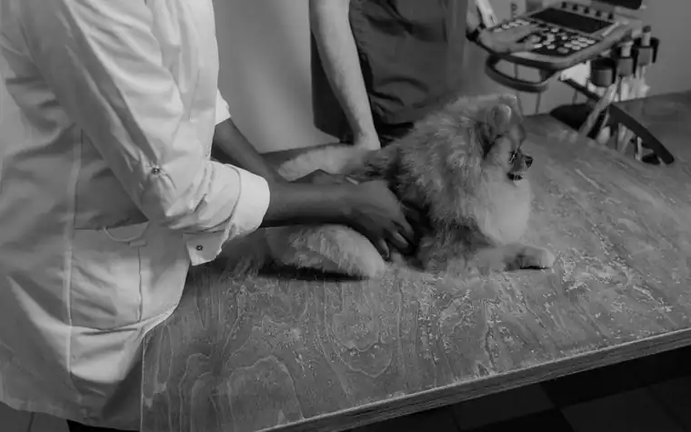 A veterinarian passing a handheld device over a dog on an examination table