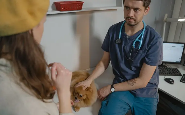 A veterinarian and a dog owner discussing care for a small dog in a clinic