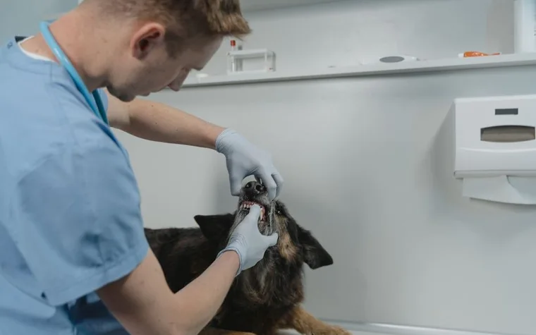 A veterinarian examining a cat's teeth during a checkup