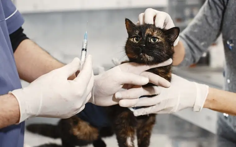 A veterinarian in gloves giving a cat an exam at a clinic