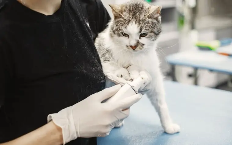 A white cat being examined by a veterinarian wearing surgical gloves