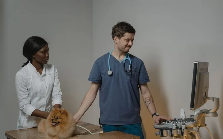 A dog's bandaged paw being checked at a veterinary clinic