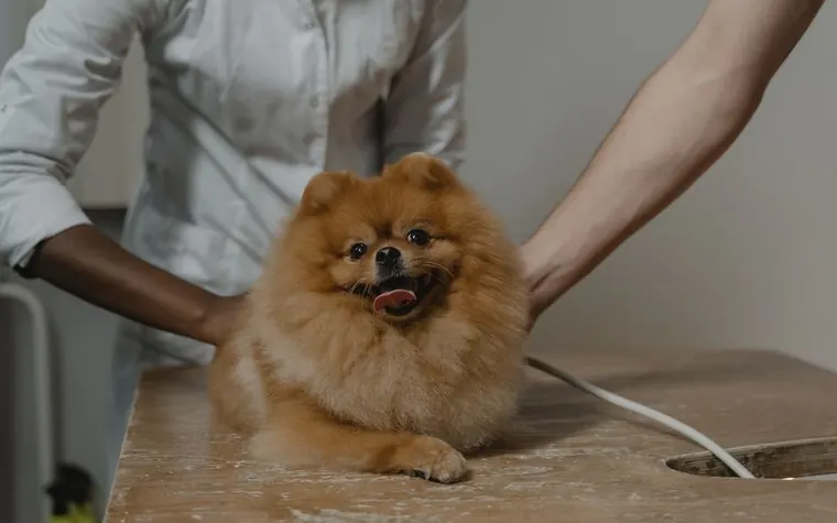 A woman and a veterinarian discussing care for a Pomeranian dog in an exam room